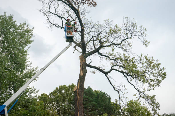 Cotulla, TX Tree Removal Services Company