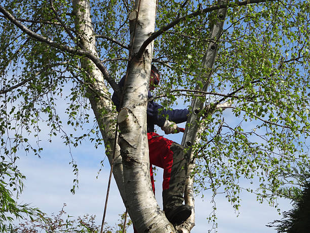 Leaf Removal in Cotulla, TX